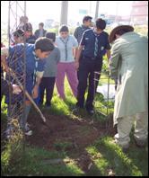Arborizacion