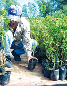 vivero